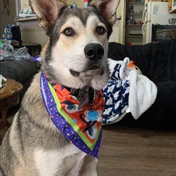 Meet your Posher, Saydee - Picture 3 of 4